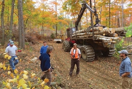 A Family Forest Takes Shape