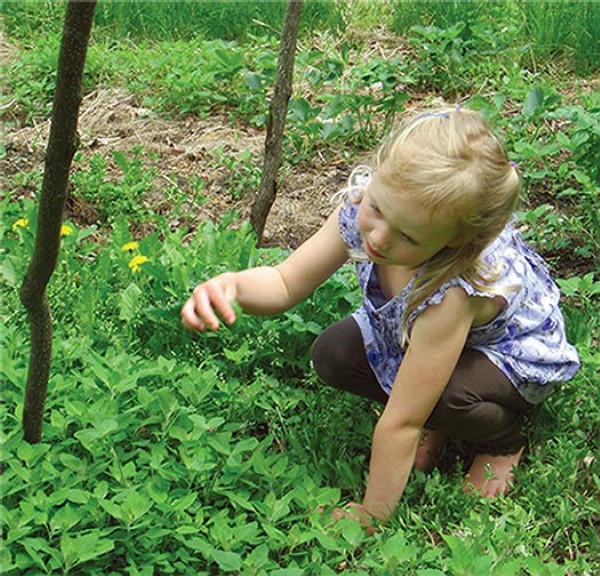 Wild Superfood: Lamb's-quarters