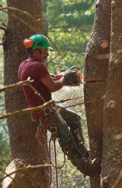 The Man Who Freed a Giant Photo: John Douglas/Flying Squirrel