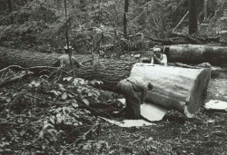 Hemlock and Hide: The Tanbark Industry in Old New York Photo: The Adirondack Museum Collection