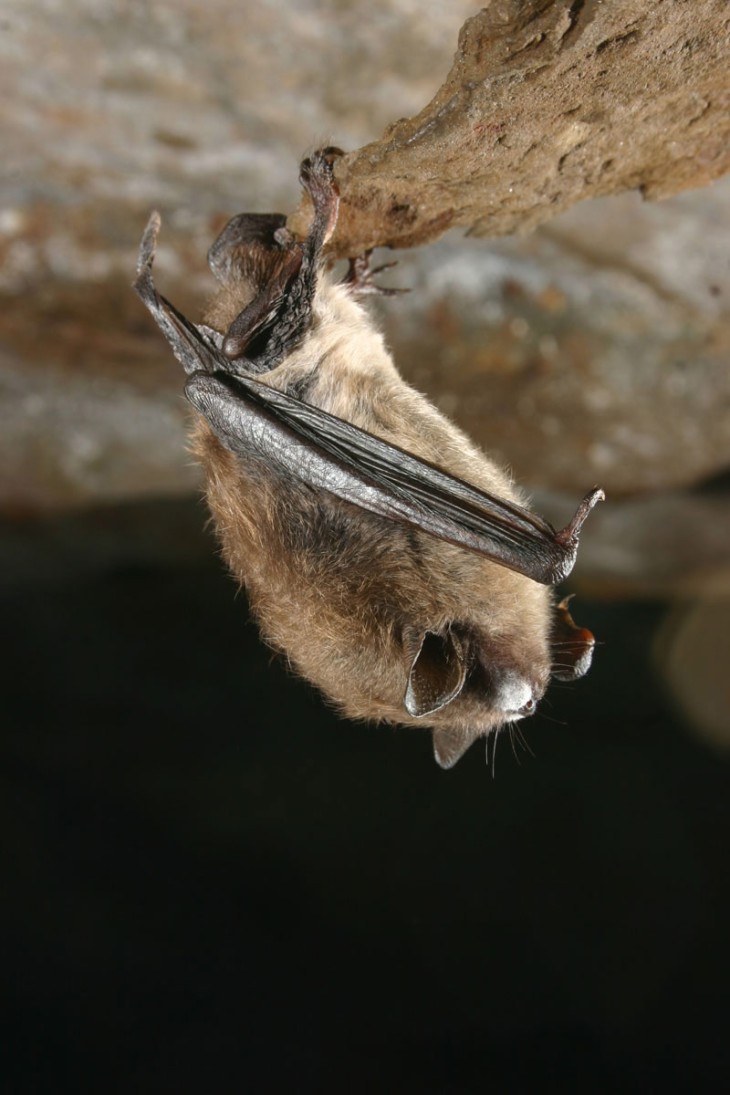 Bats on the Brink: White-nose Syndrome Hits Home