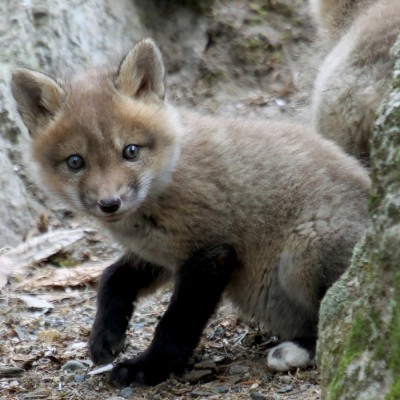 Red Fox Kits Changing Color cover 