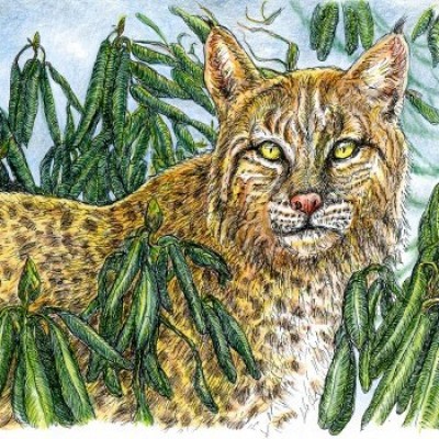 Bobcat cover  by Ray Noll