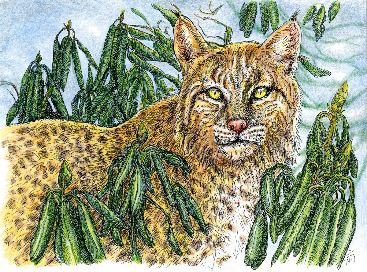 Bobcat
