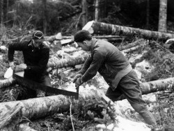 One for the Ages: The Hurricane of 1938 Battered New England's Woods 75 Years Ago Photo: Forest History Society Collection, Durham, N.C.