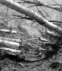 One for the Ages: The Hurricane of 1938 Battered New England's Woods 75 Years Ago Photo: Forest History Society Collection, Durham, N.C.