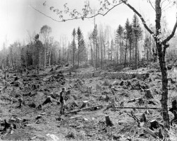 One for the Ages: The Hurricane of 1938 Battered New England's Woods 75 Years Ago Photo: Forest History Society Collection, Durham, N.C.