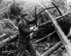 One for the Ages: The Hurricane of 1938 Battered New England's Woods 75 Years Ago Photo: Forest History Society Collection, Durham, N.C.