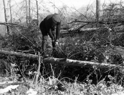 One for the Ages: The Hurricane of 1938 Battered New England's Woods 75 Years Ago Photo: Forest History Society Collection, Durham, N.C.