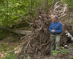 One for the Ages: The Hurricane of 1938 Battered New England's Woods 75 Years Ago Photo: John Douglas