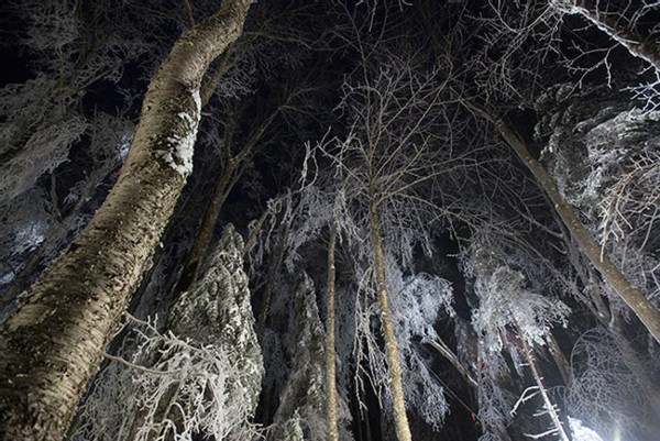 An Ice Storm Comes to Hubbard Brook