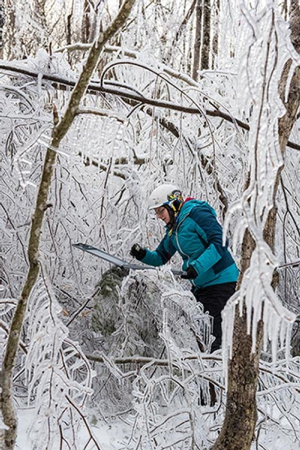 An Ice Storm Comes to Hubbard Brook