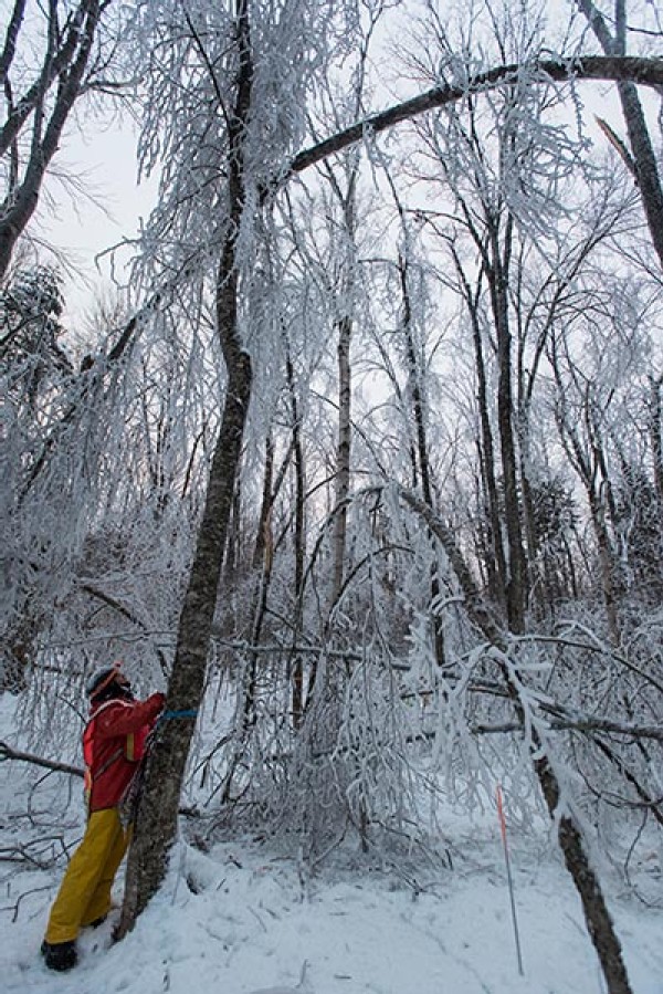 An Ice Storm Comes to Hubbard Brook