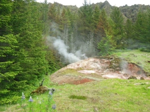 Forestry in Iceland?