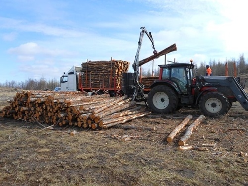 Forestry in Iceland?