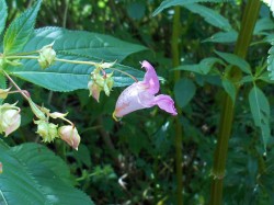 Woodland Invasives: Doing Battle with Non-Native Plants Photo: Ruth Kinzie