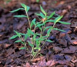 Woodland Invasives: Doing Battle with Non-Native Plants Photo: Ted Bodner, Southern Weed Science Society, Bugwood.org