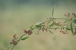 Woodland Invasives: Doing Battle with Non-Native Plants Photo: Elinor Osborn