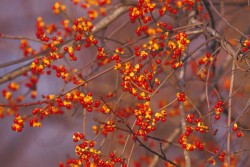 Woodland Invasives: Doing Battle with Non-Native Plants Photo: Gerry Lemmo