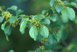 Woodland Invasives: Doing Battle with Non-Native Plants Photo: Gerry Lemmo