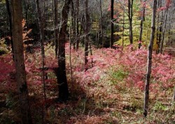 Woodland Invasives: Doing Battle with Non-Native Plants Photo: Leslie J. Mehrhoff, University of Connecticut, bugwood.org.