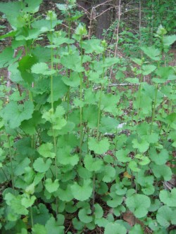 Woodland Invasives: Doing Battle with Non-Native Plants Photo: Naja Kraus, NYSDEC Forest Health & Protection