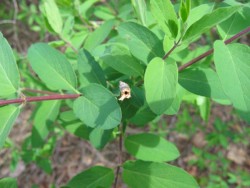 Woodland Invasives: Doing Battle with Non-Native Plants Photo: Naja Kraus, NYSDEC Forest Health & Protection