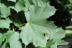 Woodland Invasives: Doing Battle with Non-Native Plants Photo: Paul Wray, Iowa State University, Bugwood.org