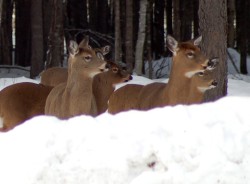 Deer family Photo: Lonnie Jandreau