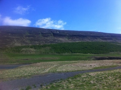 Forestry in Iceland?