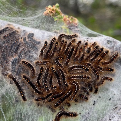 late-spring-caterpillars.jpg cover 