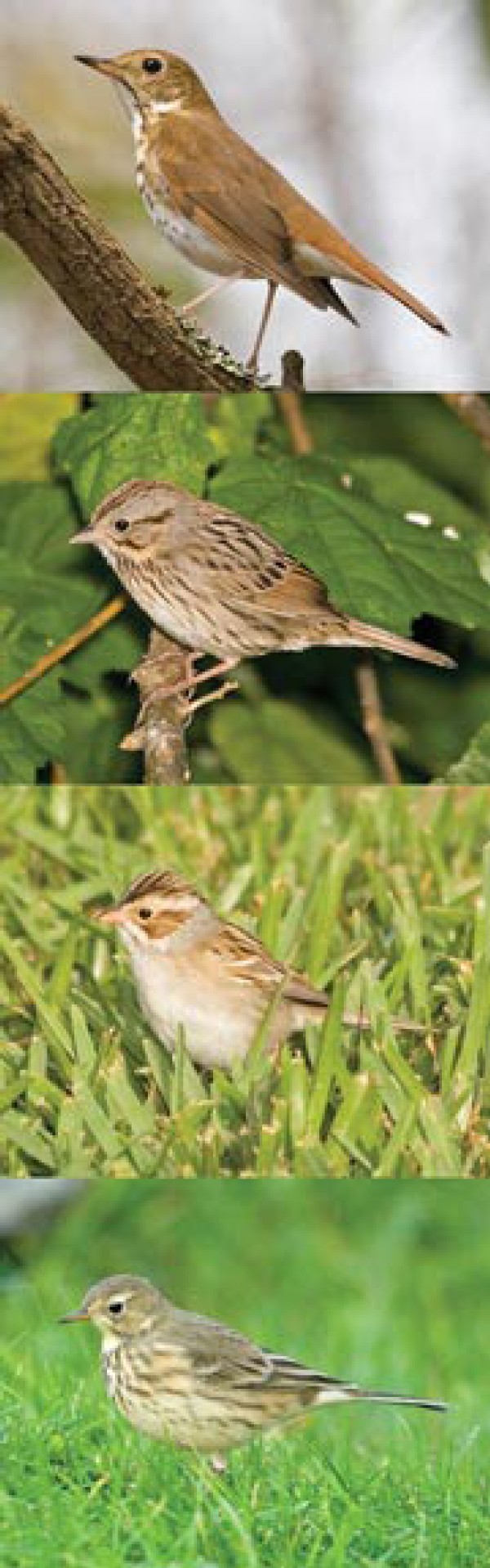 Little Brown Birds