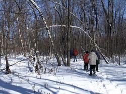 Linking a Landscape Photo: Jo Anne Wazny