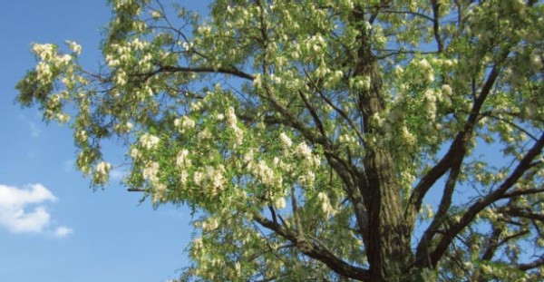 Spring Nectar: Black Locust Blossoms