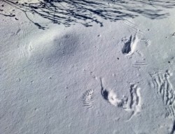 Snow marks Photo: Sue March