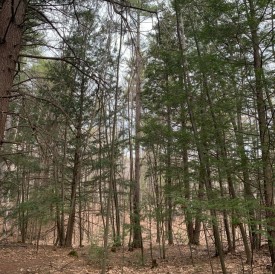 Hemlock hardwood pine thumbnail