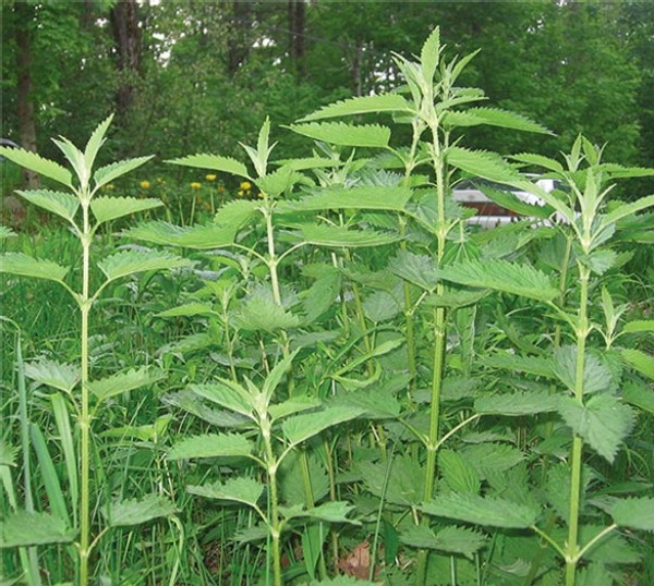 Stinging Nettles: A Favorite Spring Green