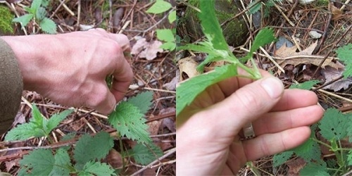 Stinging Nettles: A Favorite Spring Green