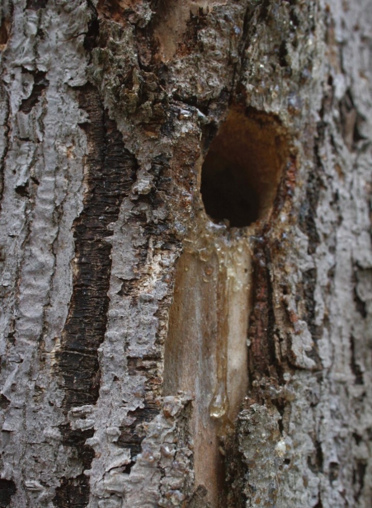 Which Bird Made That Nest?