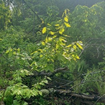 oak-sapling-treetops.jpg cover 