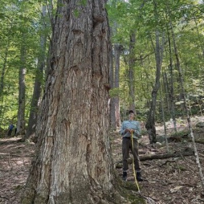 Large old tree cover  by Alexandra Kosiba