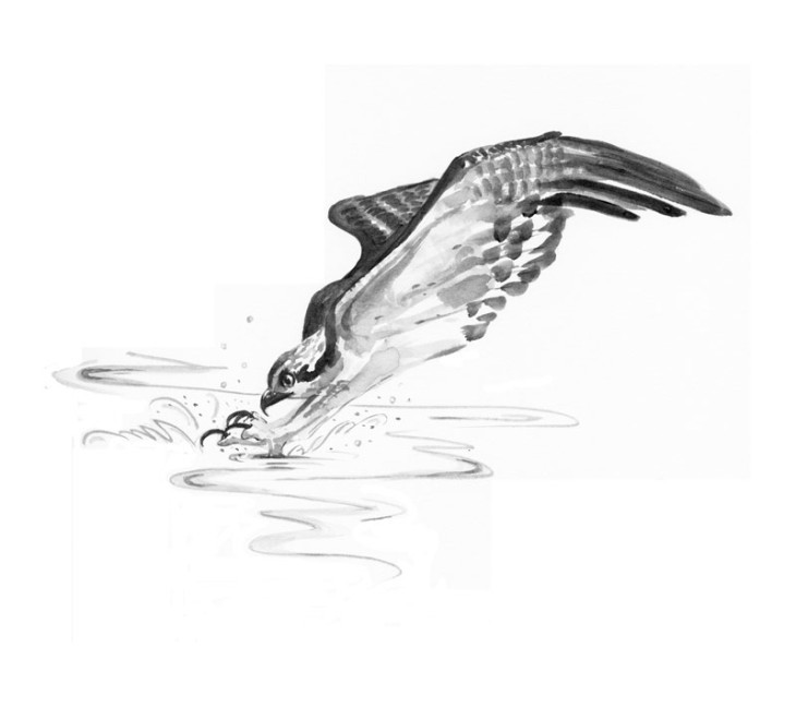 An Osprey Takes the Plunge