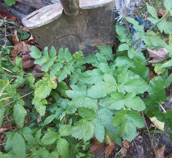 Wild Parsnips: A Lesson in Safe Harvesting