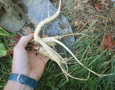 Wild Parsnips: A Lesson in Safe Harvesting