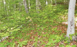 Beech Party: How to Promote Beech (yes, promote) on Your Woodlot Photo: Patrick Hackley