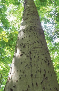 Beech Party: How to Promote Beech (yes, promote) on Your Woodlot Photo: Patrick Hackley