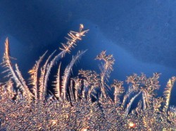 Sunrise frost Photo: Ann Pearce