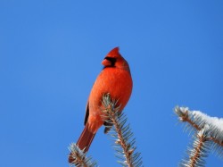Cardinal on spruce Photo: Marie Rainville