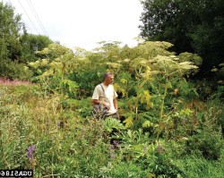 Avoiding Rash Decisions: A Guide to Plants You Shouldn't Touch Photo: Jan Samanek, State Phytosanitary Administration