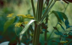 Avoiding Rash Decisions: A Guide to Plants You Shouldn't Touch Photo: Ohio State Weed Lab Archive, Ohio State University